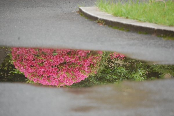 877-横大　水たまりに映るさつき.JPG